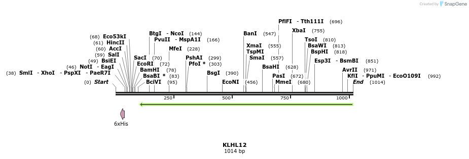 51374_map