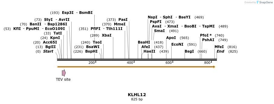 51375_map