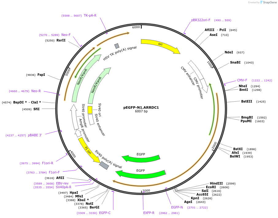38320-plasmid-map-sequence-id-513765