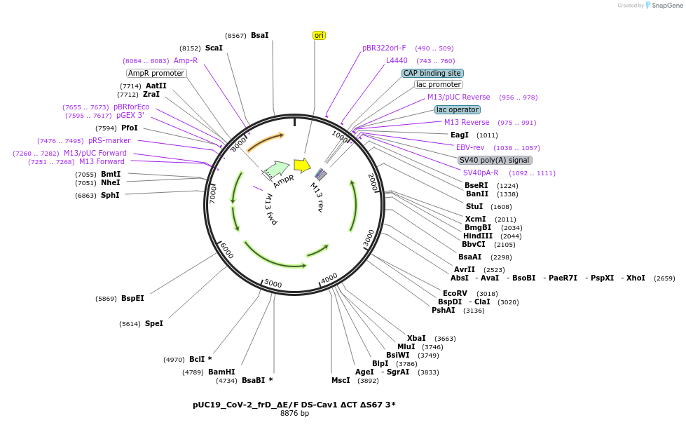 253157-plasmid-map-sequence-id-513790