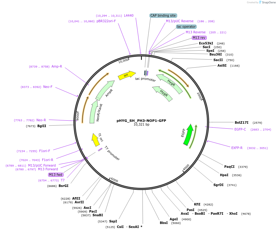 255829-plasmid-map-sequence-id-513793