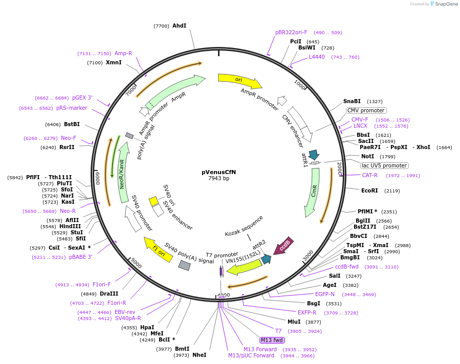128566-plasmid-map-sequence-id-513794