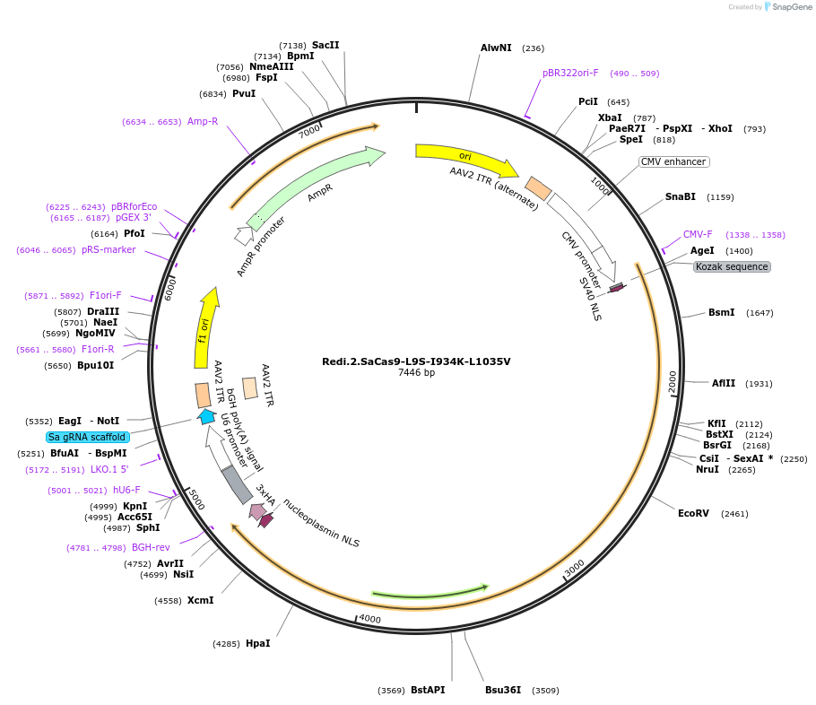 235231-plasmid-map-sequence-id-513802
