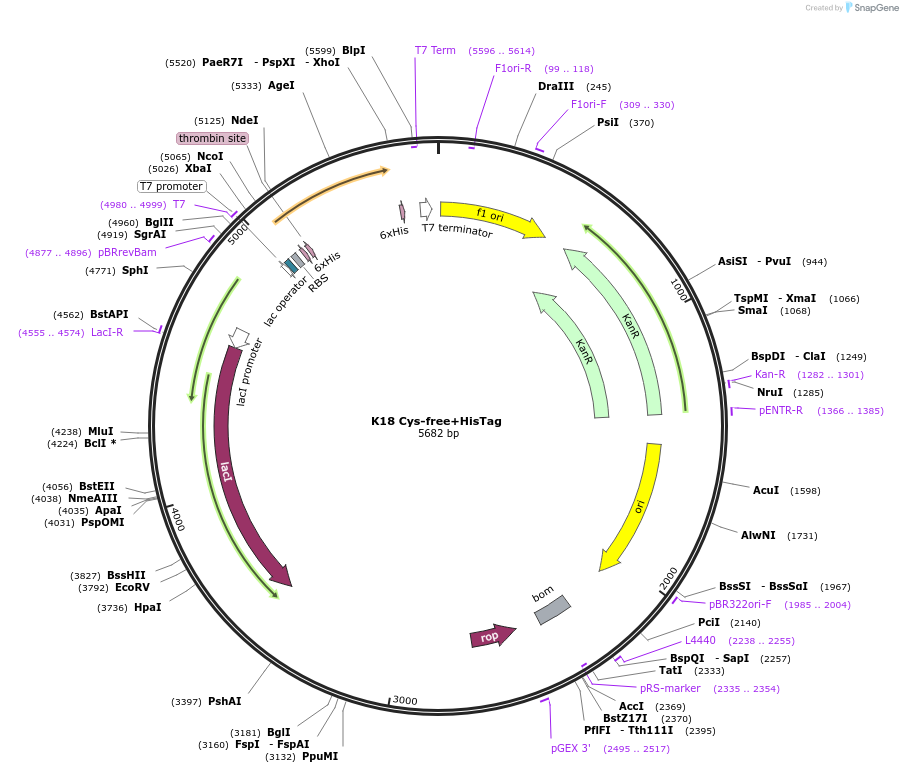 255040-plasmid-map-sequence-id-513840