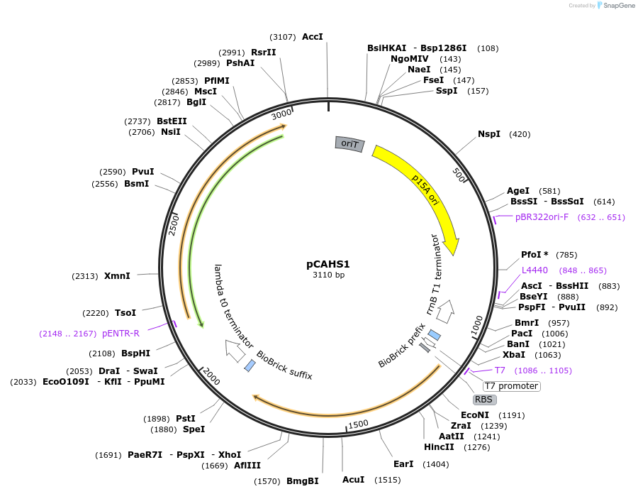 255769-plasmid-map-sequence-id-513847