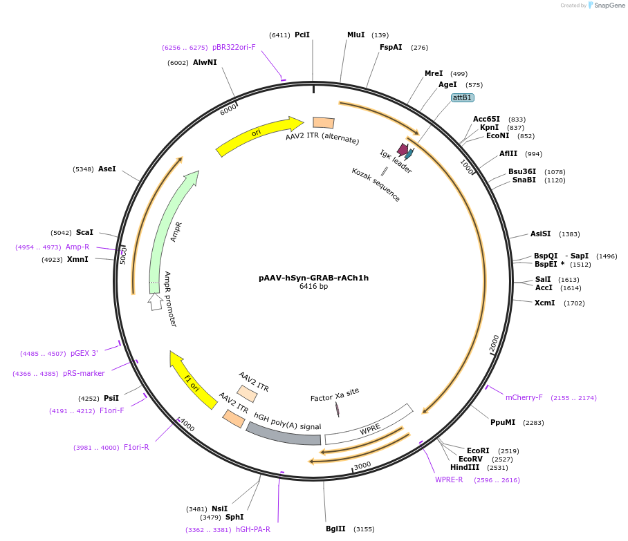 234412-plasmid-map-sequence-id-513883