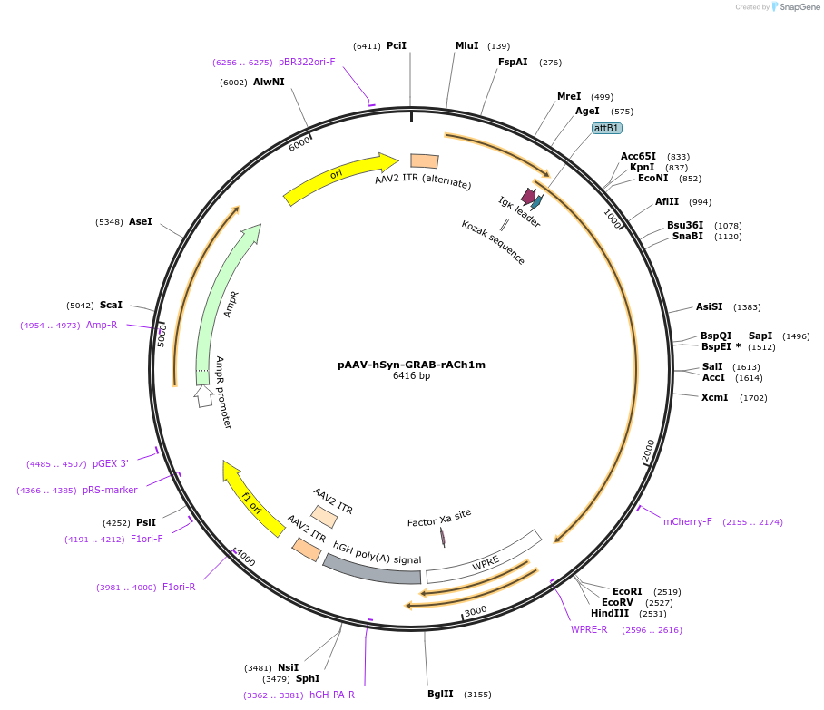 234413-plasmid-map-sequence-id-513884