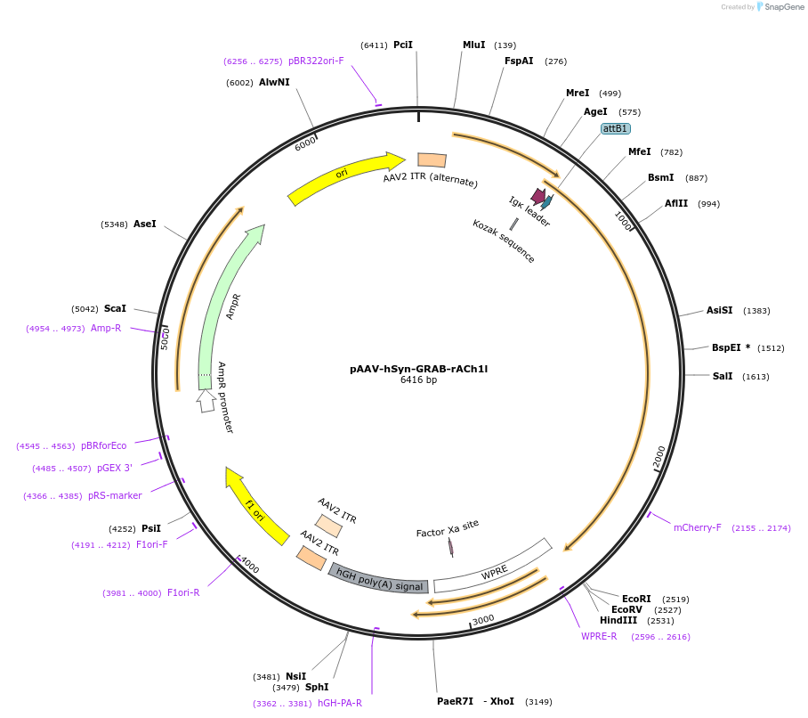 234414-plasmid-map-sequence-id-513885