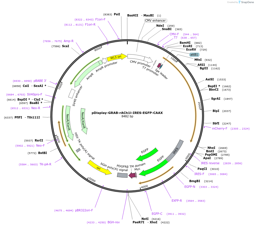 234418-plasmid-map-sequence-id-513889