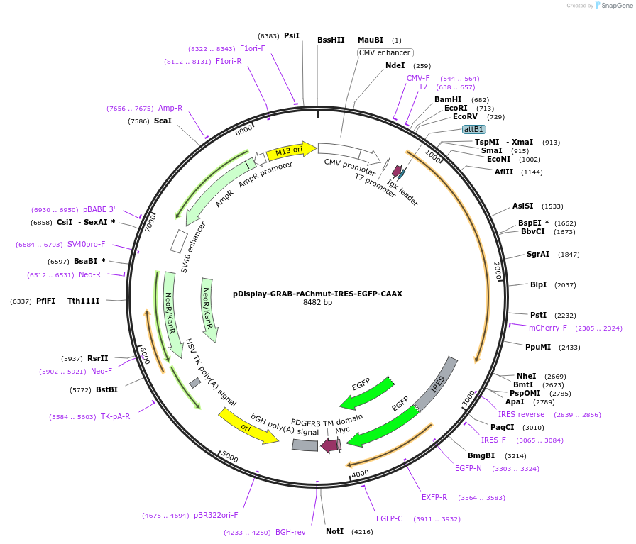234419-plasmid-map-sequence-id-513891