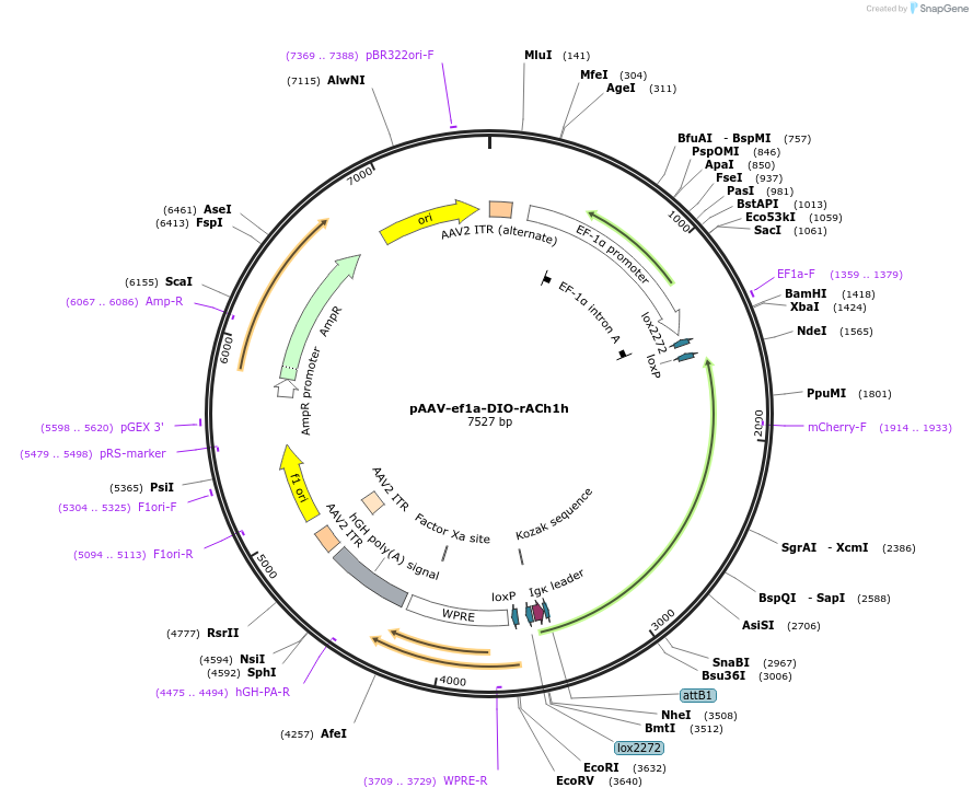 251360-plasmid-map-sequence-id-513893