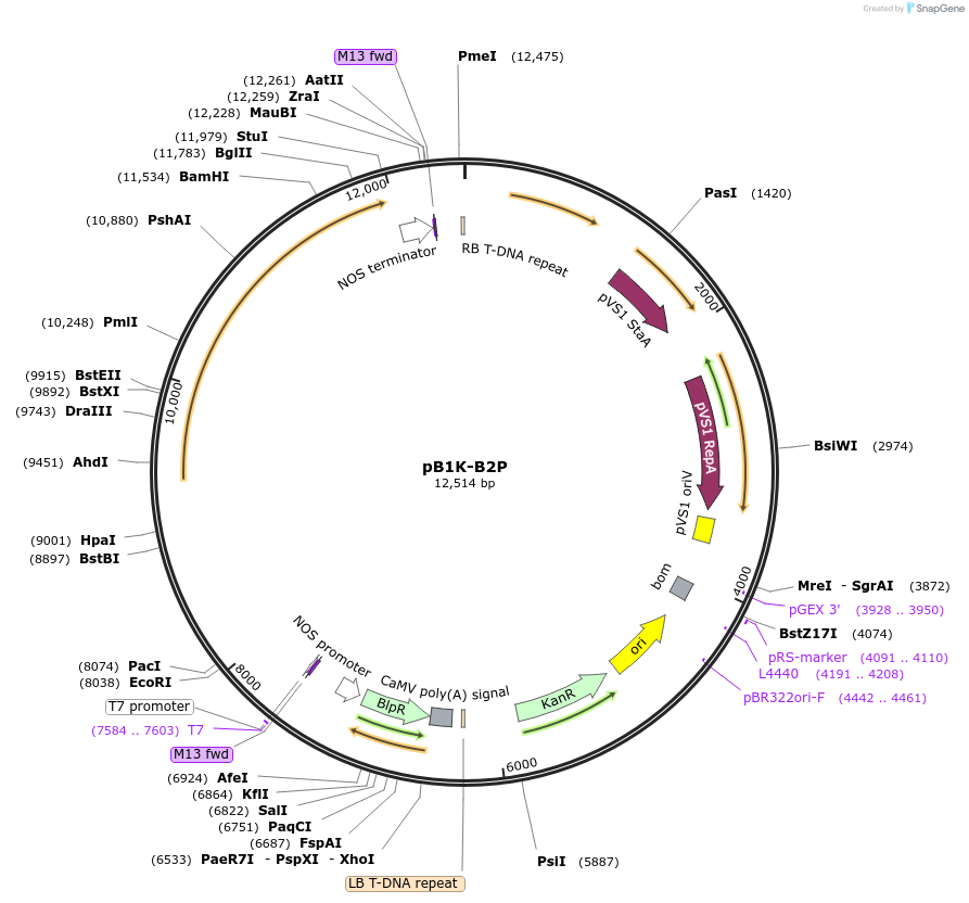 256021-plasmid-map-sequence-id-513902