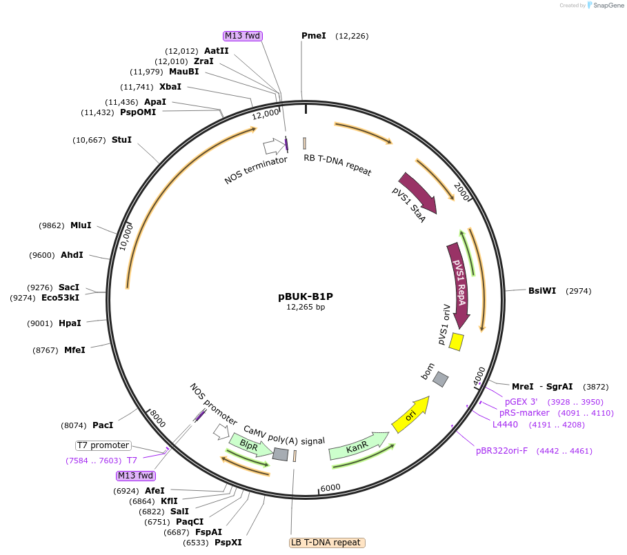 256025-plasmid-map-sequence-id-513903
