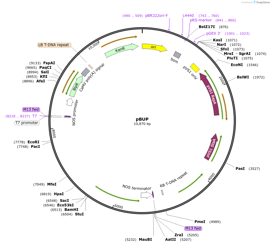 256026-plasmid-map-sequence-id-513904