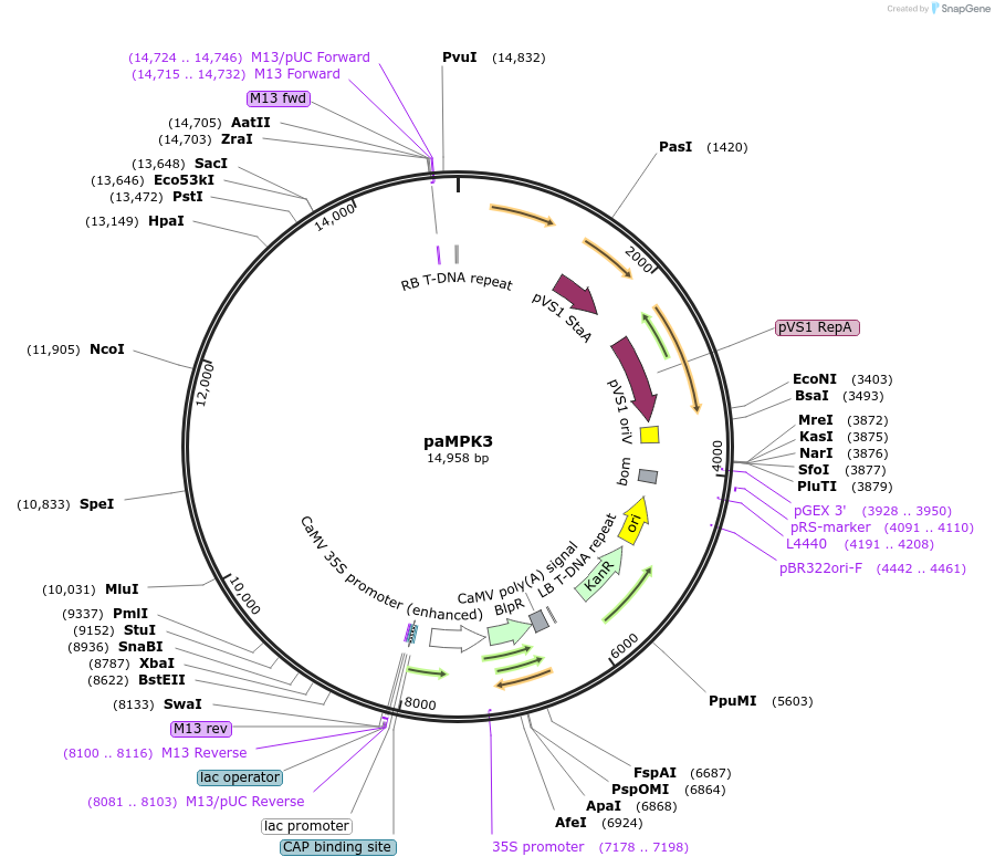 256031-plasmid-map-sequence-id-513905