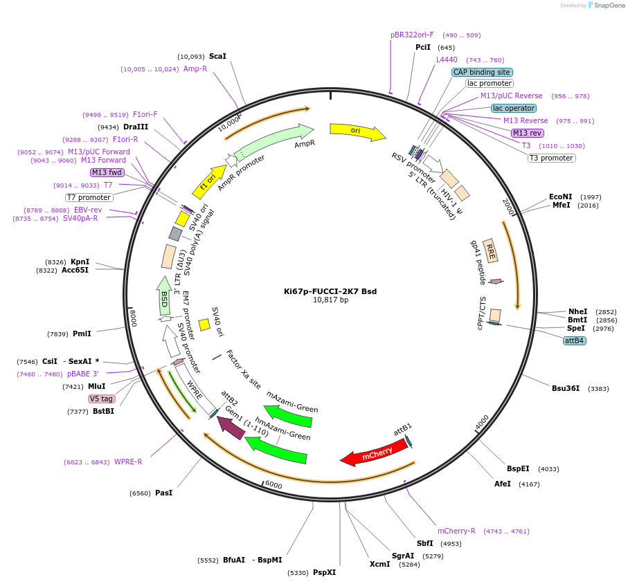 255891-plasmid-map-sequence-id-513906