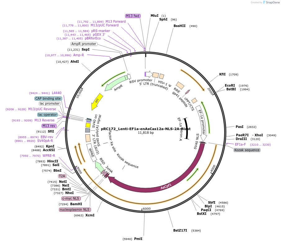 256634-plasmid-map-sequence-id-513907