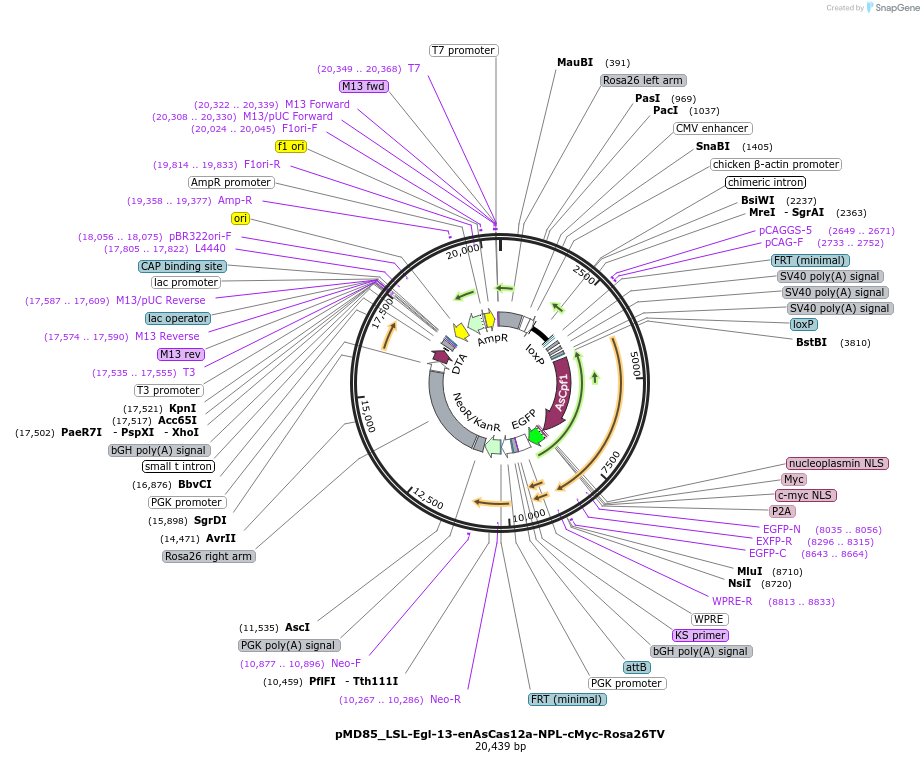 256635-plasmid-map-sequence-id-513909