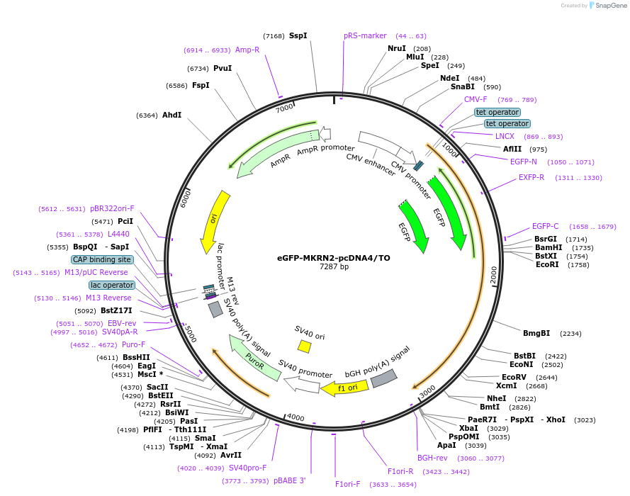 257245-plasmid-map-sequence-id-513933