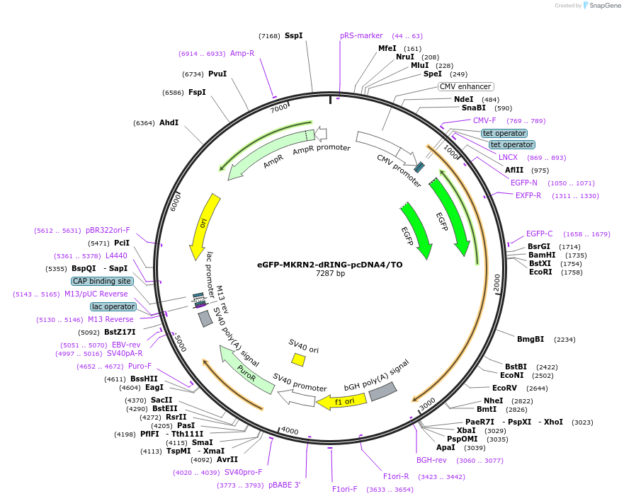 257246-plasmid-map-sequence-id-513934