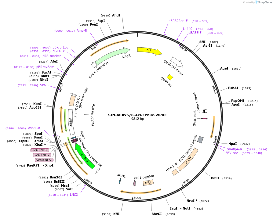 245091-plasmid-map-sequence-id-513938