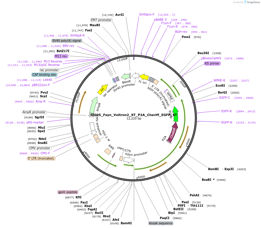 258171-plasmid-map-sequence-id-513943