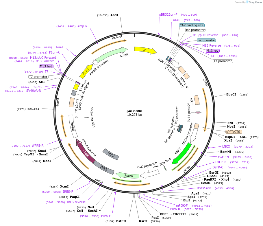 252721-plasmid-map-sequence-id-513946
