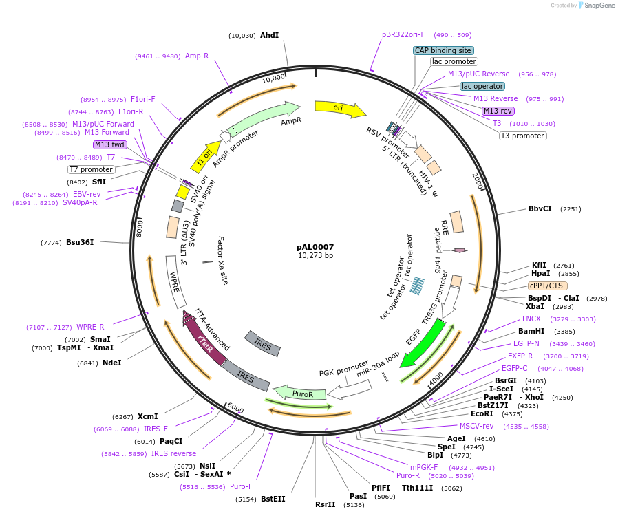252724-plasmid-map-sequence-id-513947