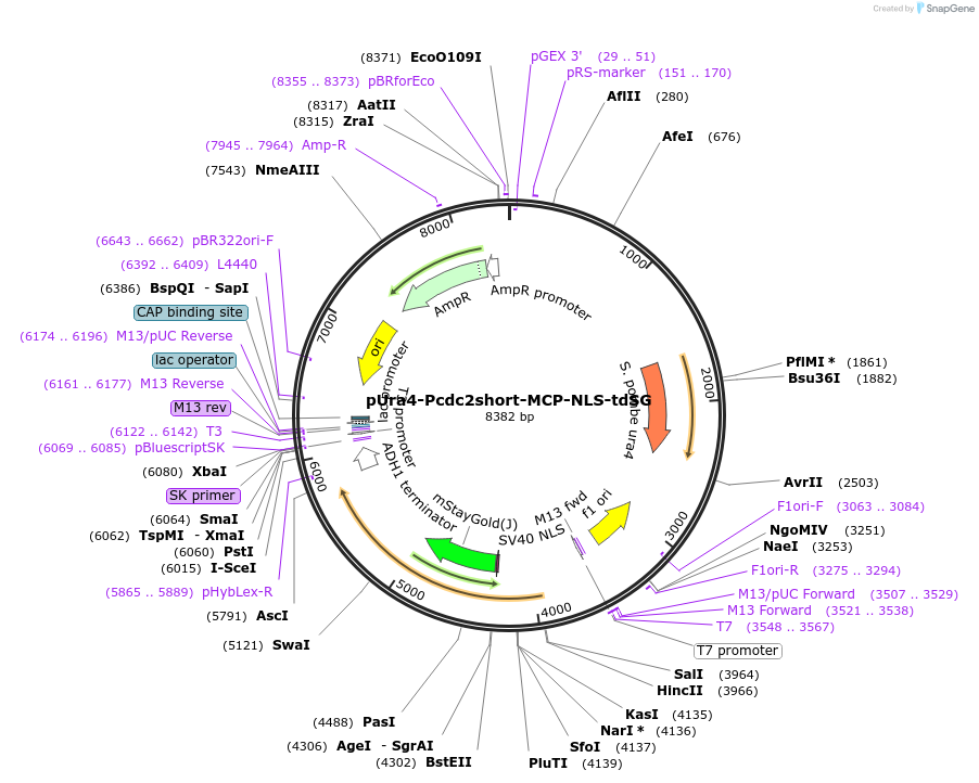 255013-plasmid-map-sequence-id-513955