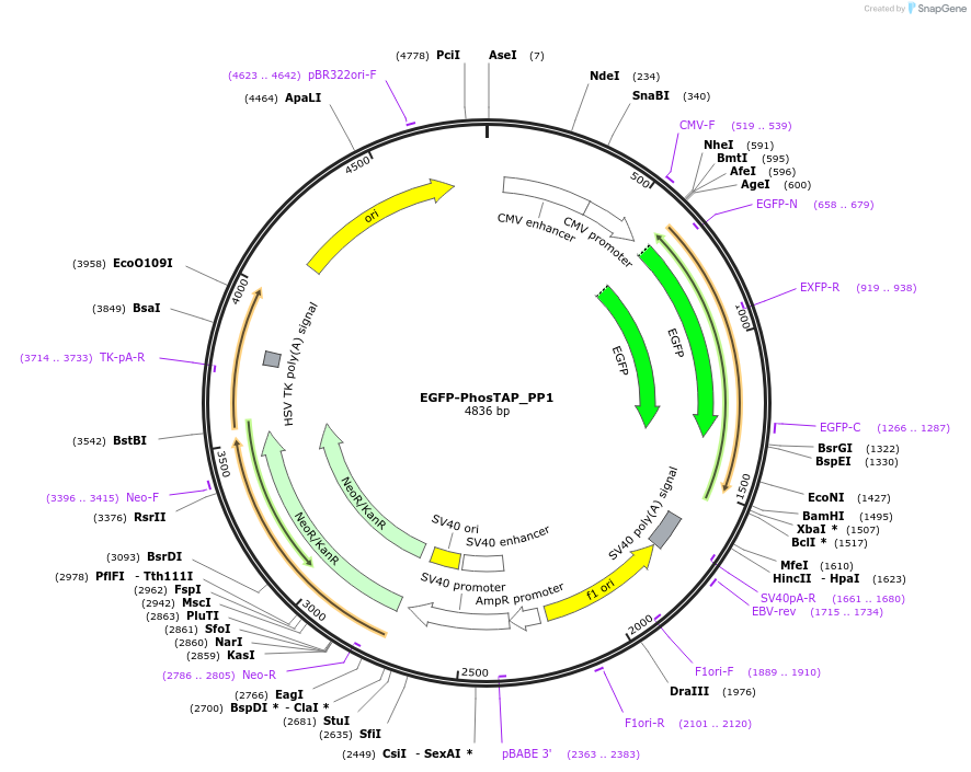 257702-plasmid-map-sequence-id-513966