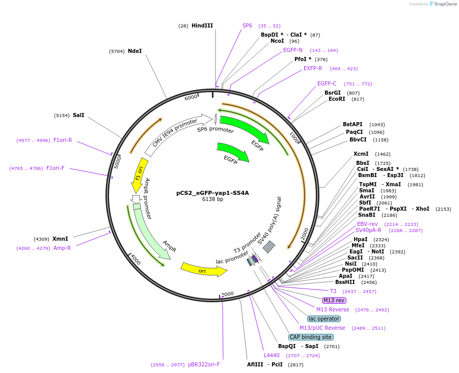 254511-plasmid-map-sequence-id-513974
