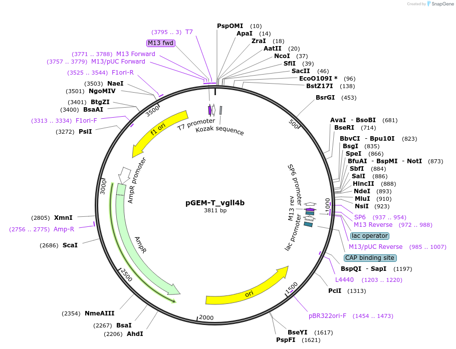 254514-plasmid-map-sequence-id-513978