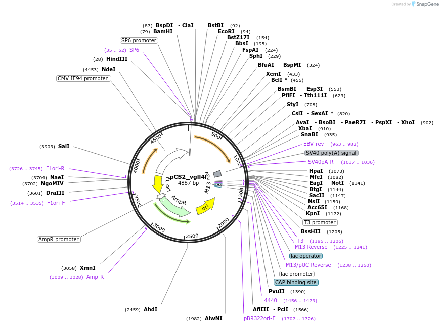 254507-plasmid-map-sequence-id-513981