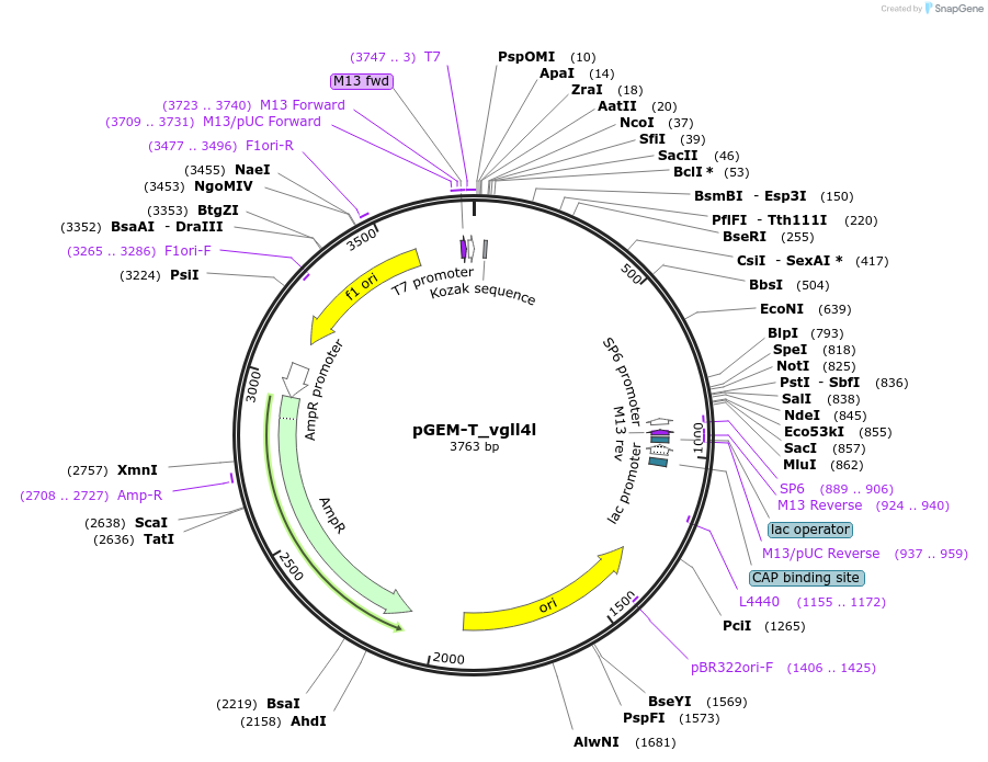 254515-plasmid-map-sequence-id-513982
