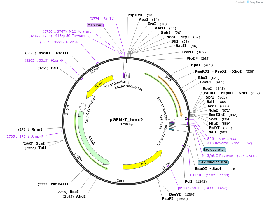 254516-plasmid-map-sequence-id-513983