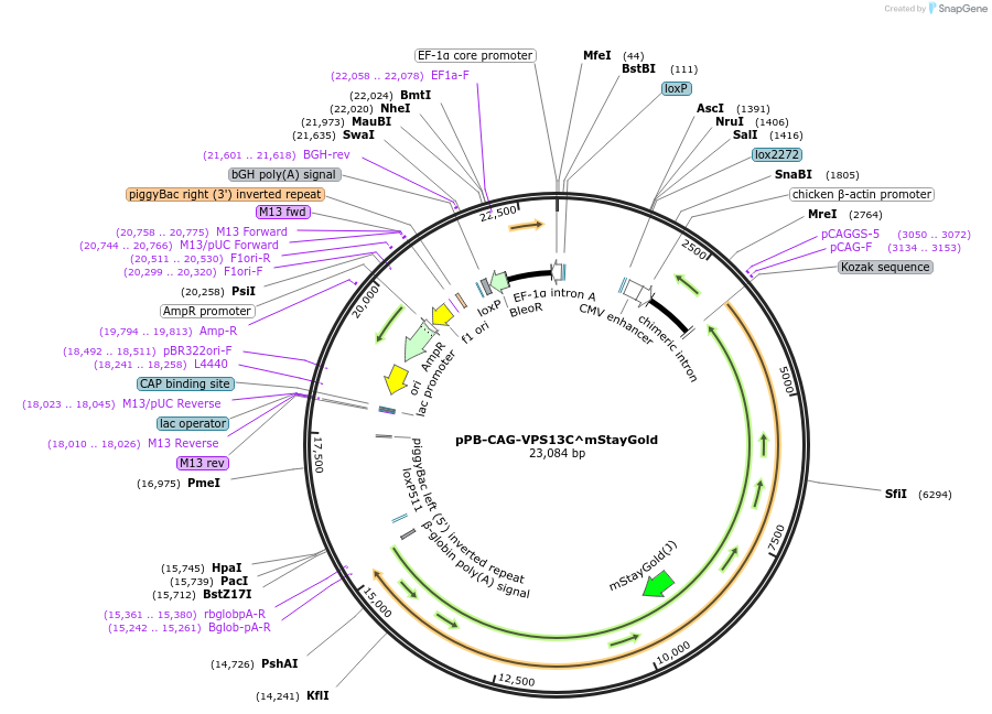 255695-plasmid-map-sequence-id-513984