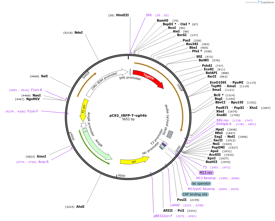 254506-plasmid-map-sequence-id-513986