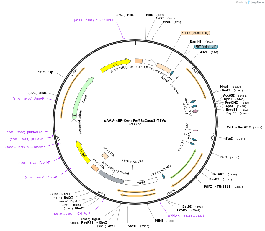 256274-plasmid-map-sequence-id-514037