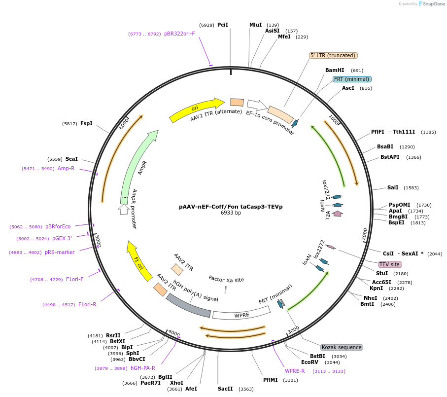 256275-plasmid-map-sequence-id-514038