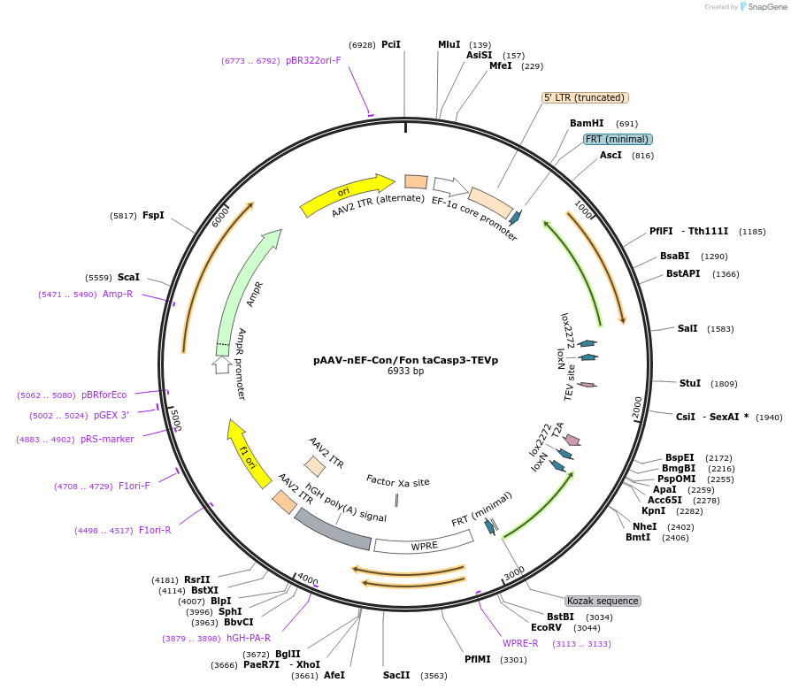 256276-plasmid-map-sequence-id-514040