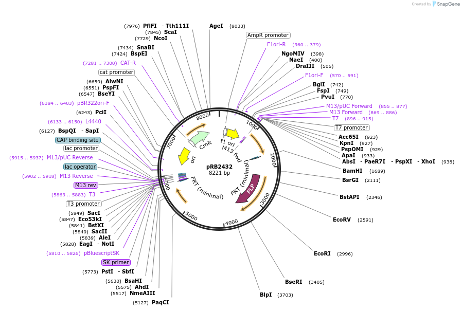 256746-plasmid-map-sequence-id-514079