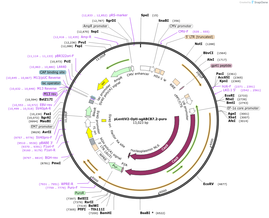 257584-plasmid-map-sequence-id-514132