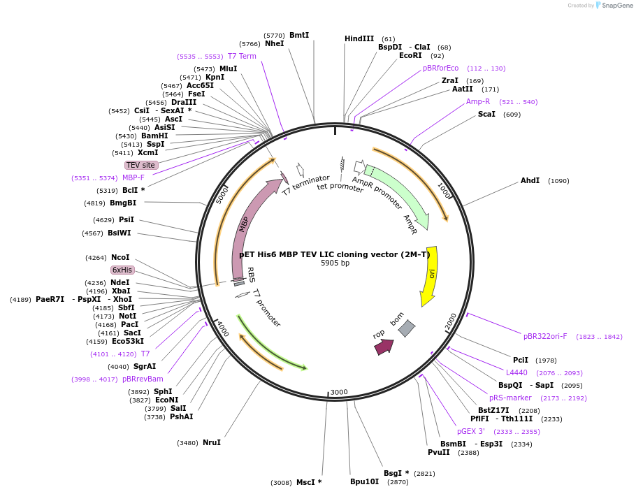 29708-plasmid-map-sequence-id-514134