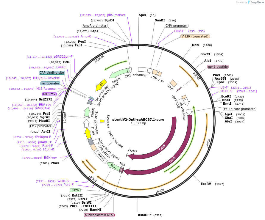 257583-plasmid-map-sequence-id-514141