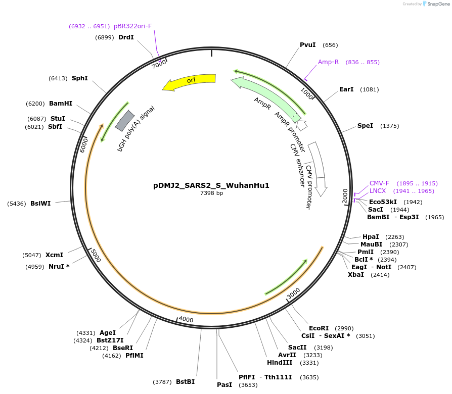 256956-plasmid-map-sequence-id-514151