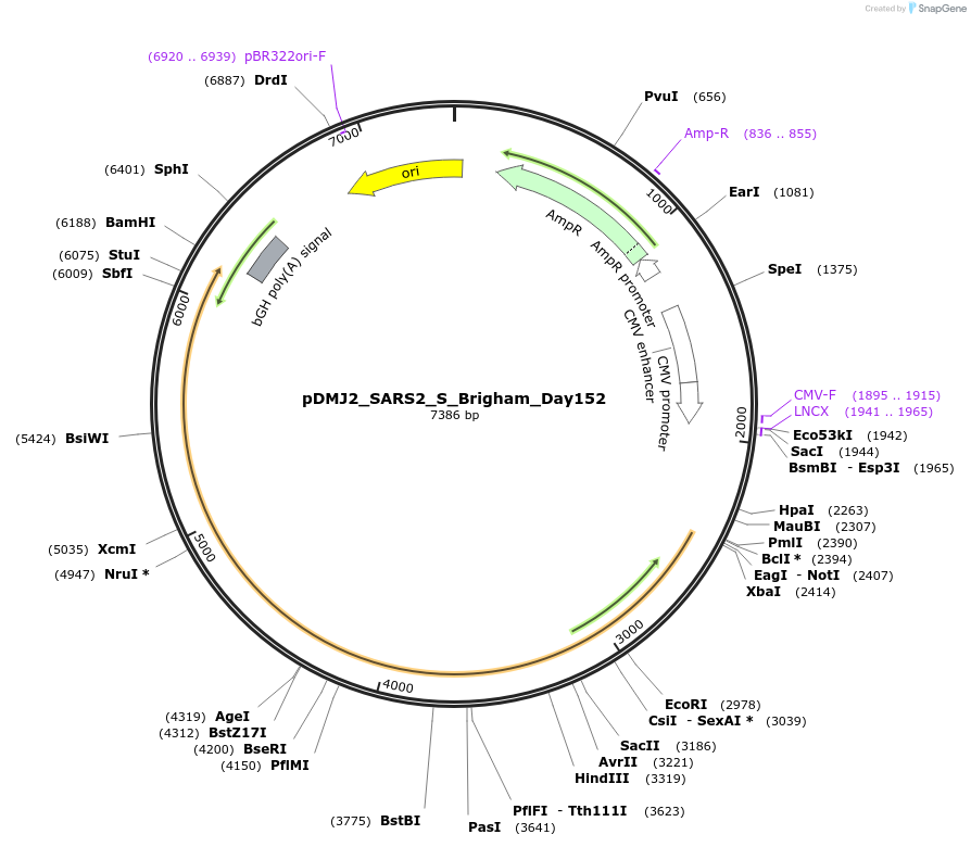 256966-plasmid-map-sequence-id-514160