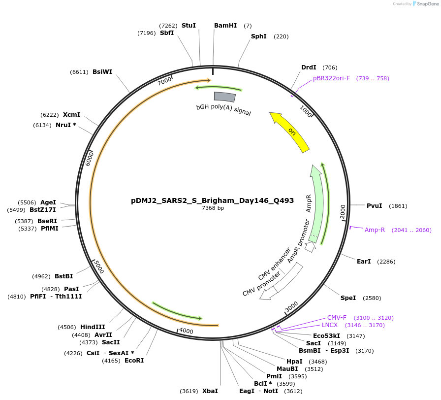 256971-plasmid-map-sequence-id-514165