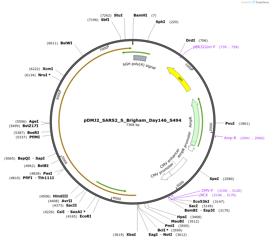 256972-plasmid-map-sequence-id-514166