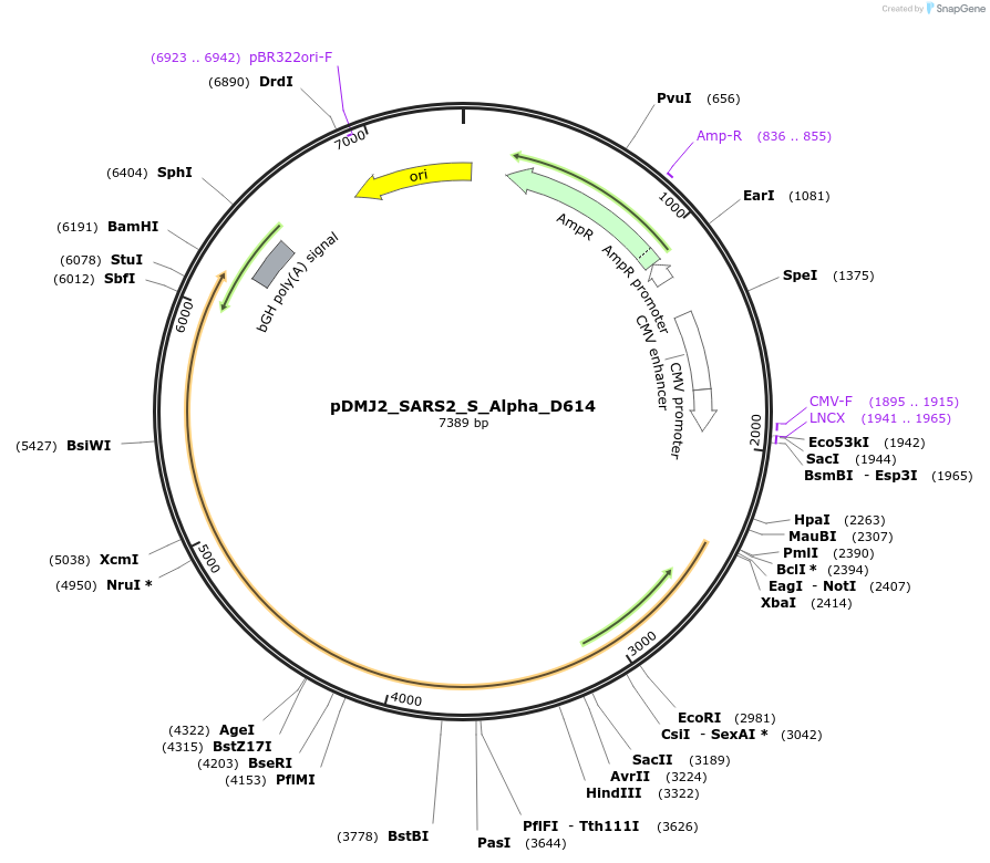 256977-plasmid-map-sequence-id-514171