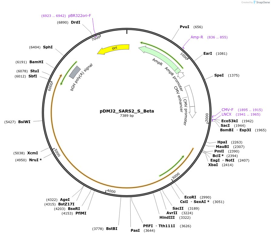 256978-plasmid-map-sequence-id-514172